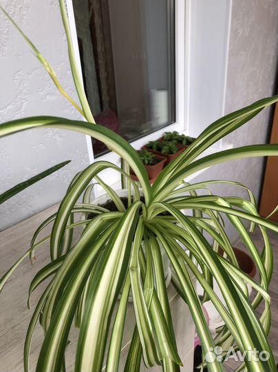 Хлорофитум