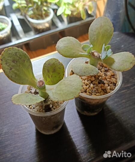 Суккуленты разные виды часть 1