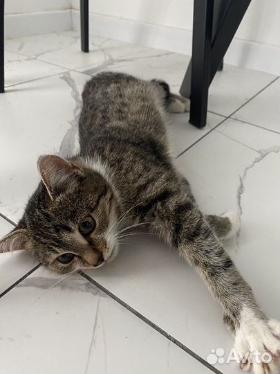 Котенок девочка 3 месяца