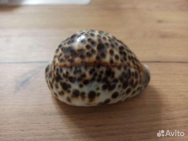 Морская раковина