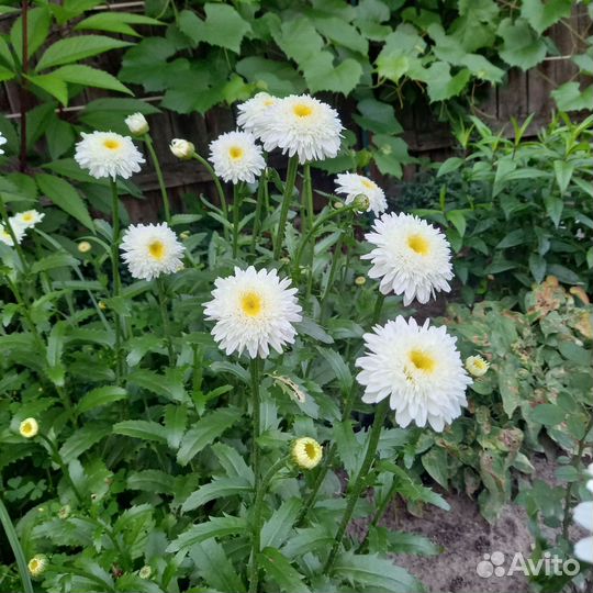 Нивяник махровый