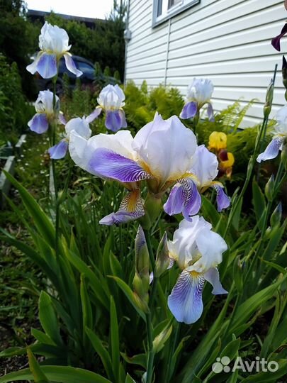 Ирис жёлтый и бордовый большие корневища