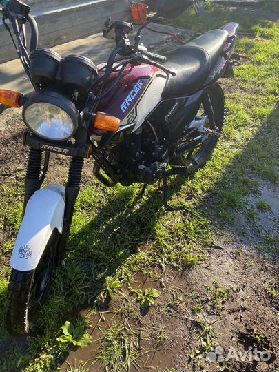 Racer tigr