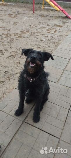 В добрые руки