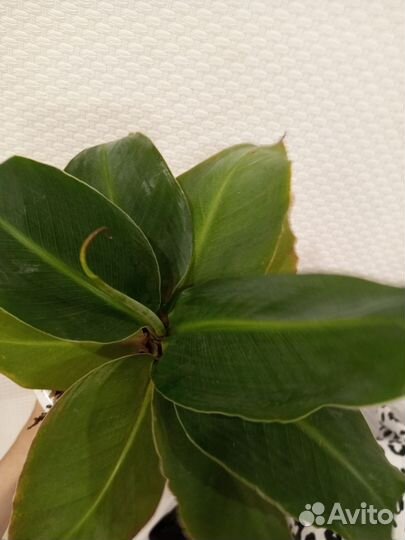 Банановая пальма