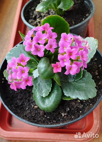 Каланхоэ цветущий