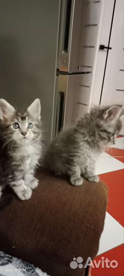 Котята мейн-кун