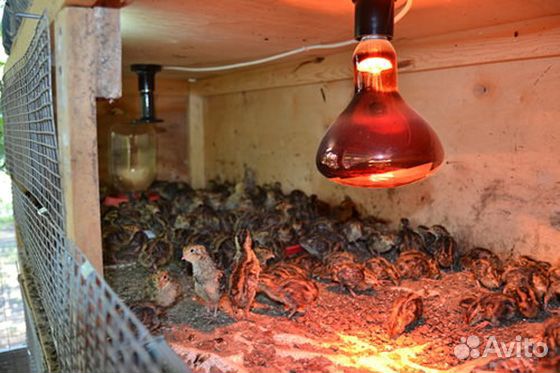 Инфракрасная лампа красная