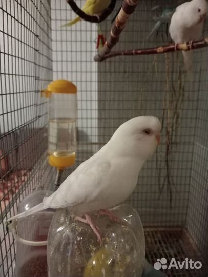 Волнистые попугаи. Альбиносы