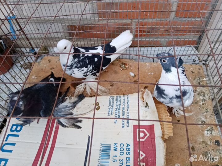 Голуби узбеки