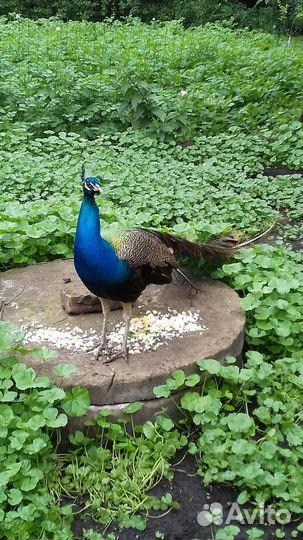 Индийский павлин