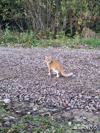 Кошка рыжая годовалая