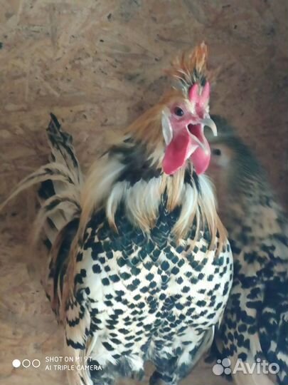 Ия Аппенцеллер