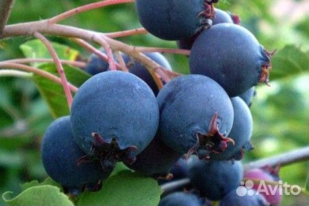 Ирга канадская Нортлайн