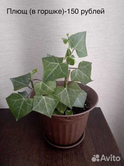 Бегония, пеперомия, плющ, аглаонема, традесканция