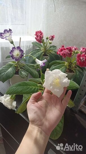 Глоксиния махровая