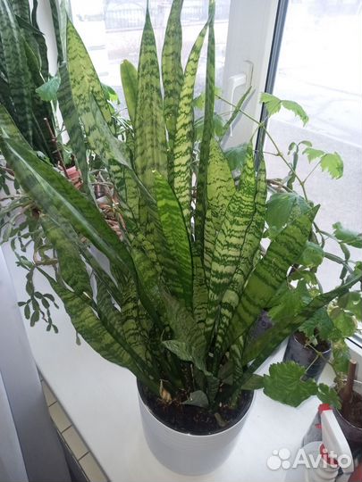 Сансевиерия (Тёщин язык)