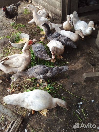 Мускусные утята, тяжелой линии, 2,5 месяца