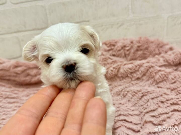 Мальтезе щенки