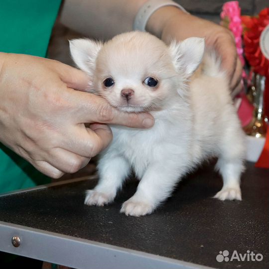 Рафаэль.Мини мальчик чихуахуа 2,5 мес. с видео и д