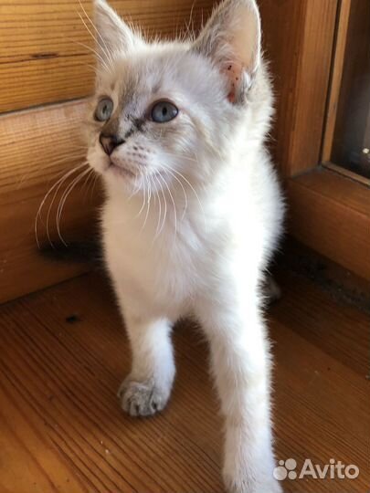 Котята бесплатно