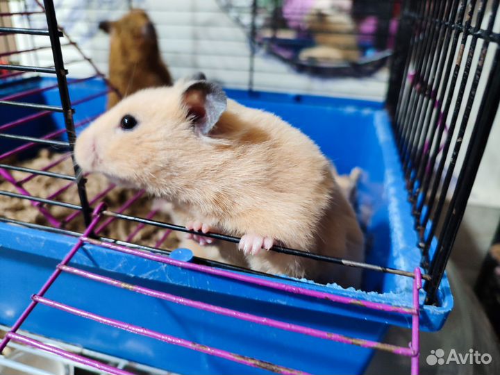 Сирийские хомячки. Самочки