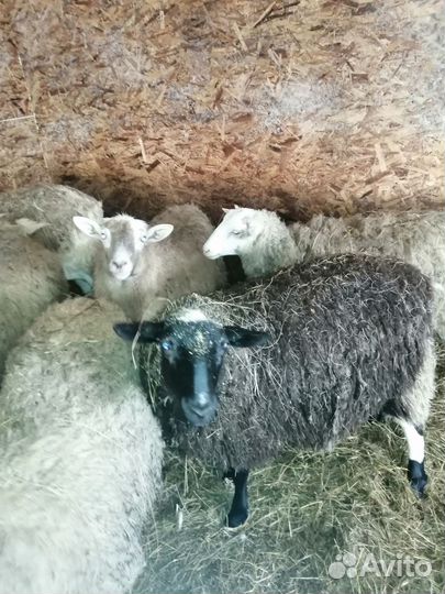 Овцы бараны