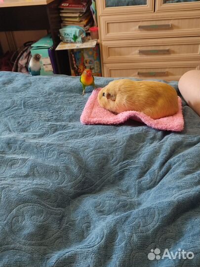 Морская свинка калифорния