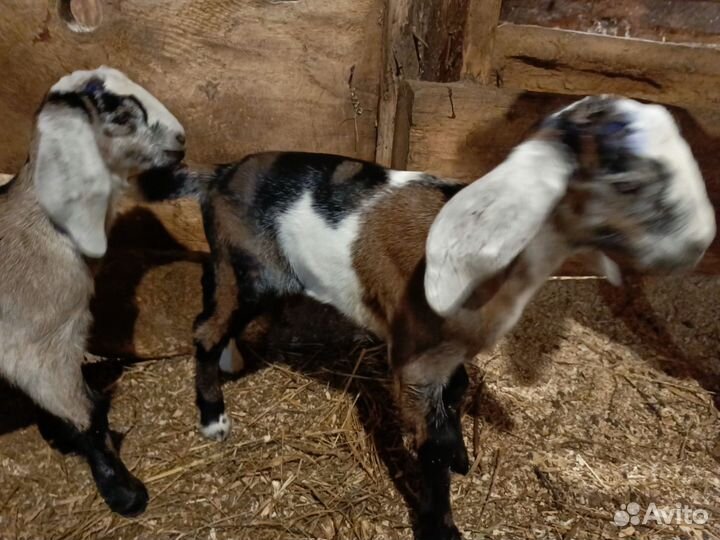 Козы дойные
