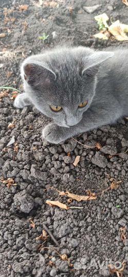 Кошка в дар бесплатно