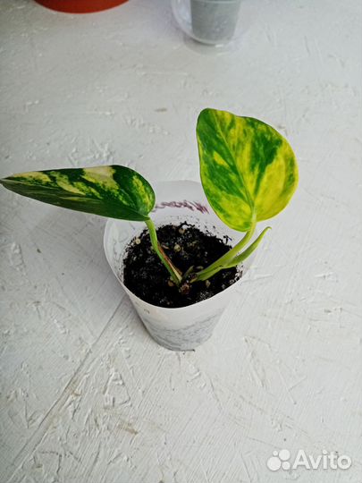 Сциндапсус