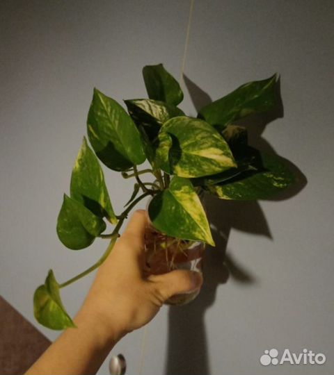 Сциндапсус золотистый