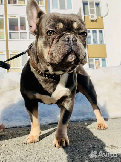 Вязка французский бульдог