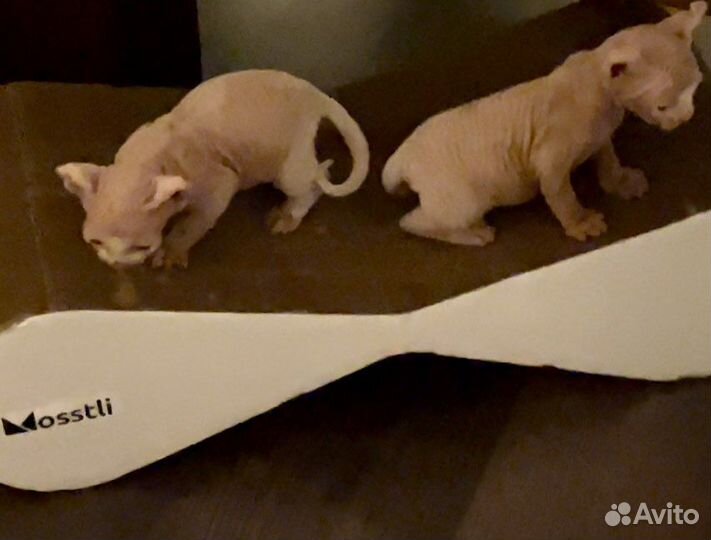 Эльфы девочка и мальчик