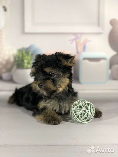 Йорик мальчишка