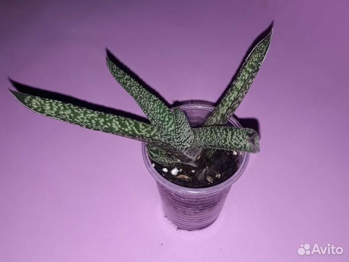 Суккуленты часть 2