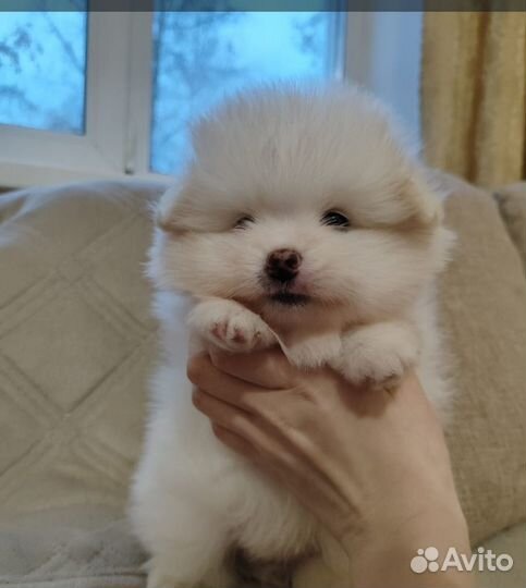 2 мальчика шпиц