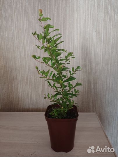 Комнатные растения