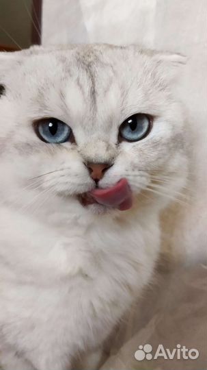Вязка шотландец