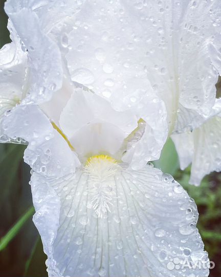 Растения цветы для сада