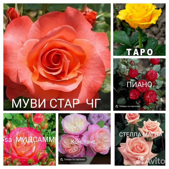 Молодые саженцы роз в ассортименте