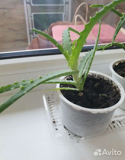 Алоэ лечебное столетник