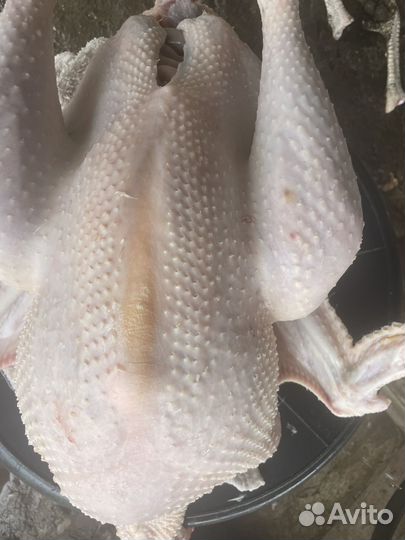 Продаём мясо индюка