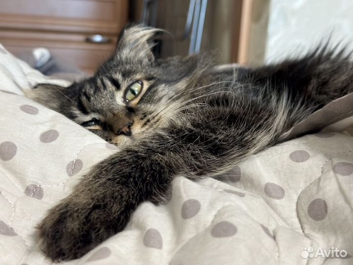 Отдам в добрые руки кошку Ирку