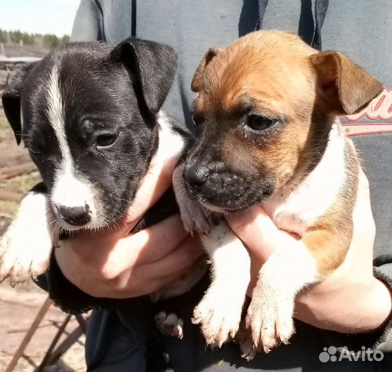 Щенки американского стаффорда