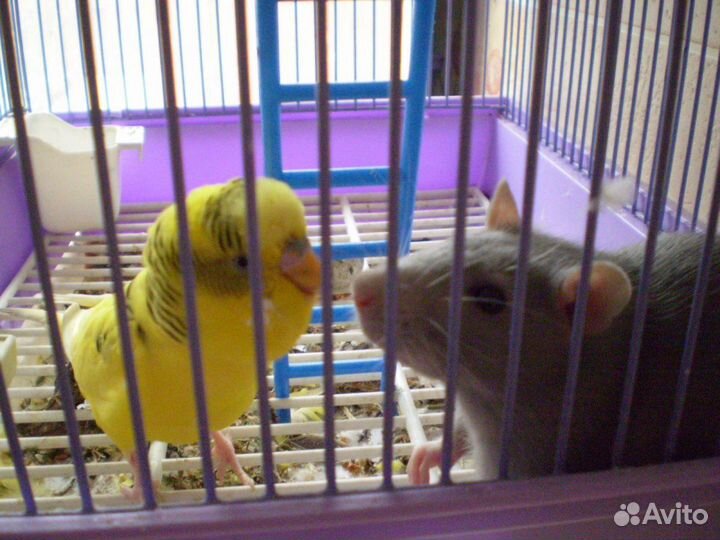 Передержка грызунов и попугаев