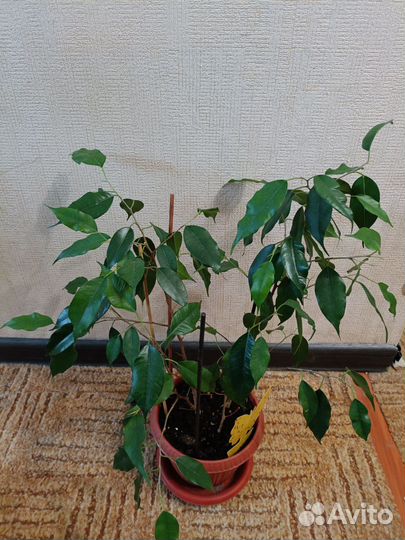 Фикус бенджамина