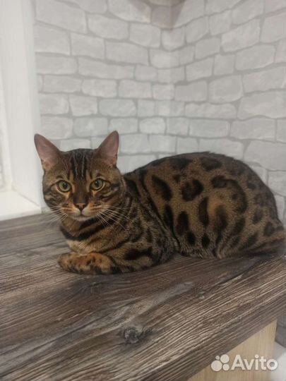 Бенгальский кот вязка