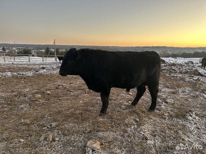 Продам крс мясной породы