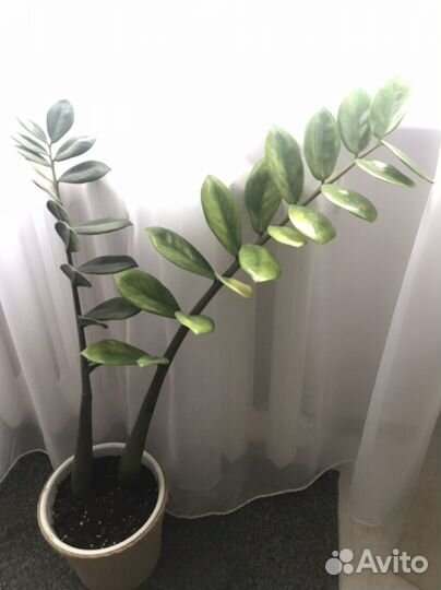 Замиокулькас